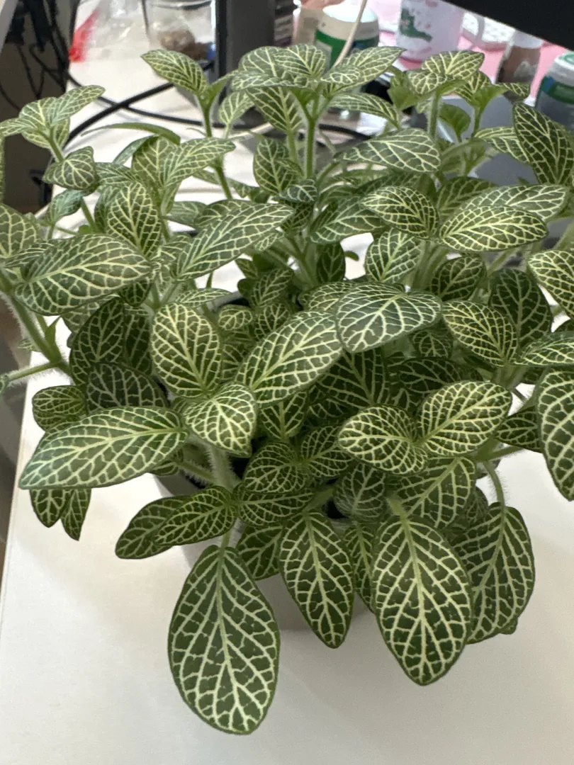 Silbernetzblatt